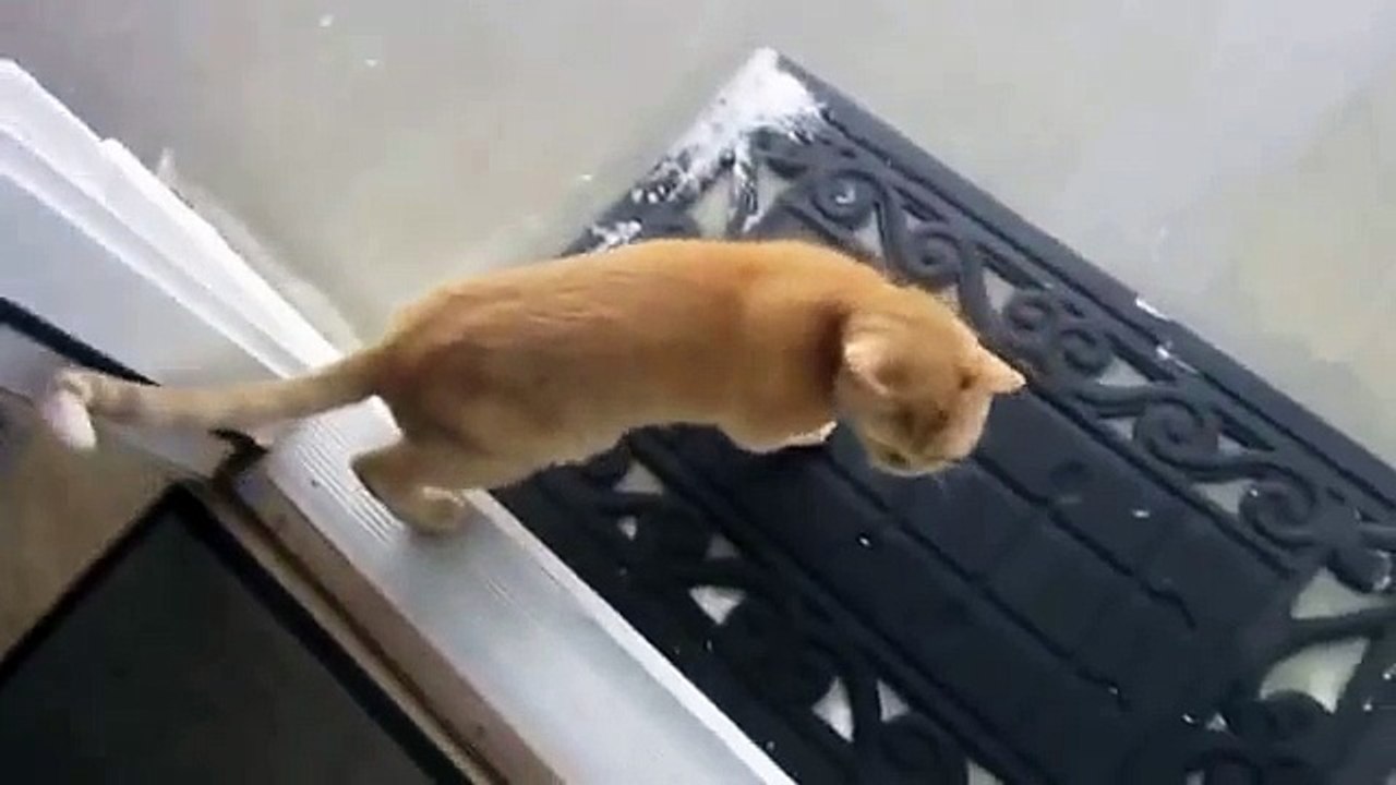 Chats admirent la première neige