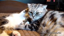 The best of 2016 Kitten and Cat gives love to each other and falls asleep - Too Cute