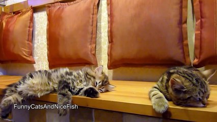 The best of 2016 Cute Kittens and Funny Cats Compilation