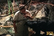 Binturong and Keeper Chat at Brookfield Zoo