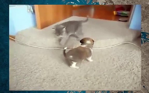 Котенок задирает щенка!