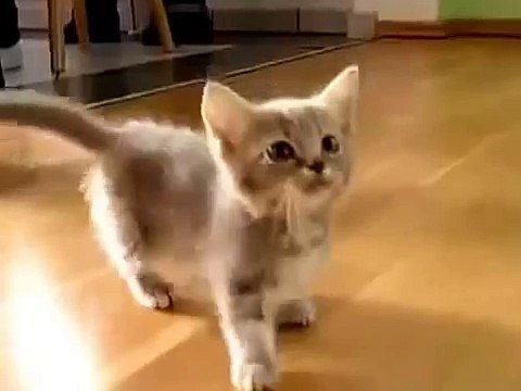 Котенок кричит маму и внимания к себе!