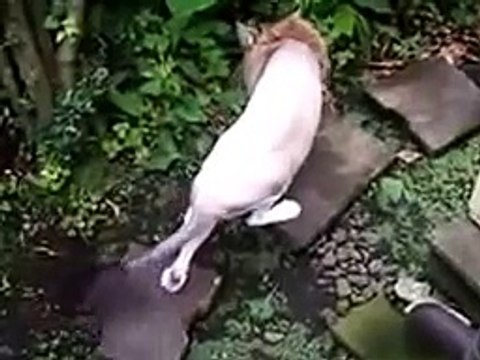 Котолев на своей территории