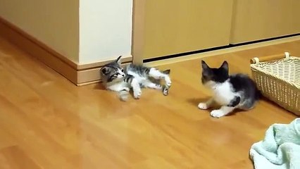 Котята шалуны