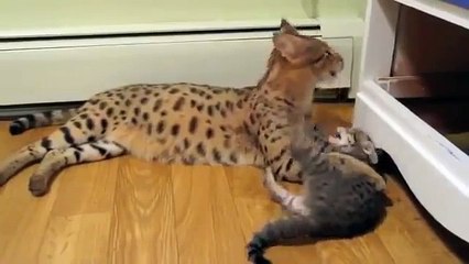 Кошка ашера и котенок другой породы