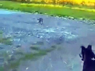 Кошка защищает маленькую собаку от большой!