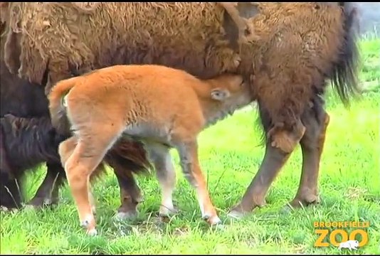 Bison Calf Born at Brookfield Zoo Army Sergeant Surprises Daughters at Brookfield Zoo's Dolphin Presentation Baby Born to Koola Gorilla