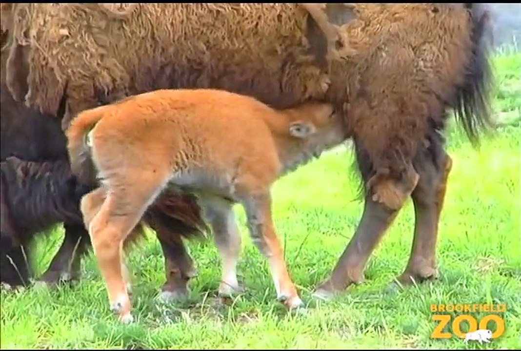 Bison Calf Born at Brookfield Zoo  Army Sergeant Surprises Daughters at Brookfield Zoo's Dolphin Presentation  Baby Born to Koola Gorilla