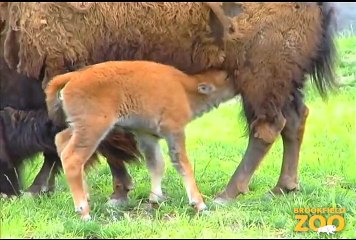 Bison Calf Born at Brookfield Zoo  Army Sergeant Surprises Daughters at Brookfield Zoo's Dolphin Presentation  Baby Born to Koola Gorilla