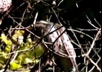 MEET TRICKY BIRD WITH THREE TYPES OF MOTHERS