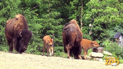 Bison Calves Born at Army Sergeant Surprises Daughters at Brookfield Zoo's Dolphin Presentation  Baby Born to Koola Gorilla  Brookfield Zoo