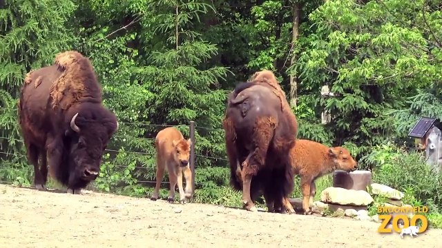 Bison Calves Born at Army Sergeant Surprises Daughters at Brookfield Zoo's Dolphin Presentation Baby Born to Koola Gorilla Brookfield Zoo