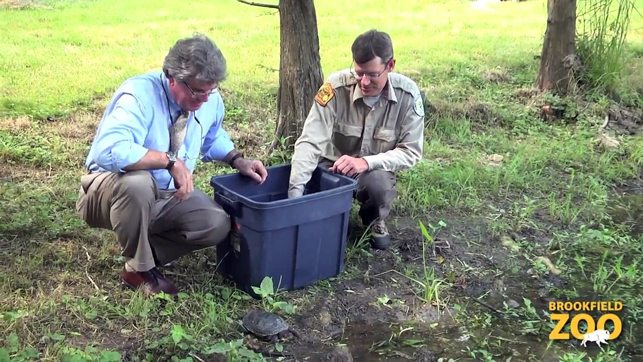 Blanding's Turtles Release Program  Brookfield Zoo Goat Kids  Bison and Wolves in the Snow