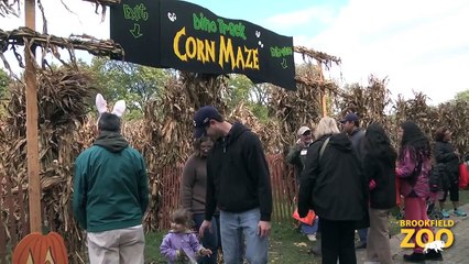 Boo! at Brookfield Zoo Halloween Celebration
