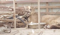 After 20 years of captivity in a circus, Mufasa the mountain lion was released into the wild
