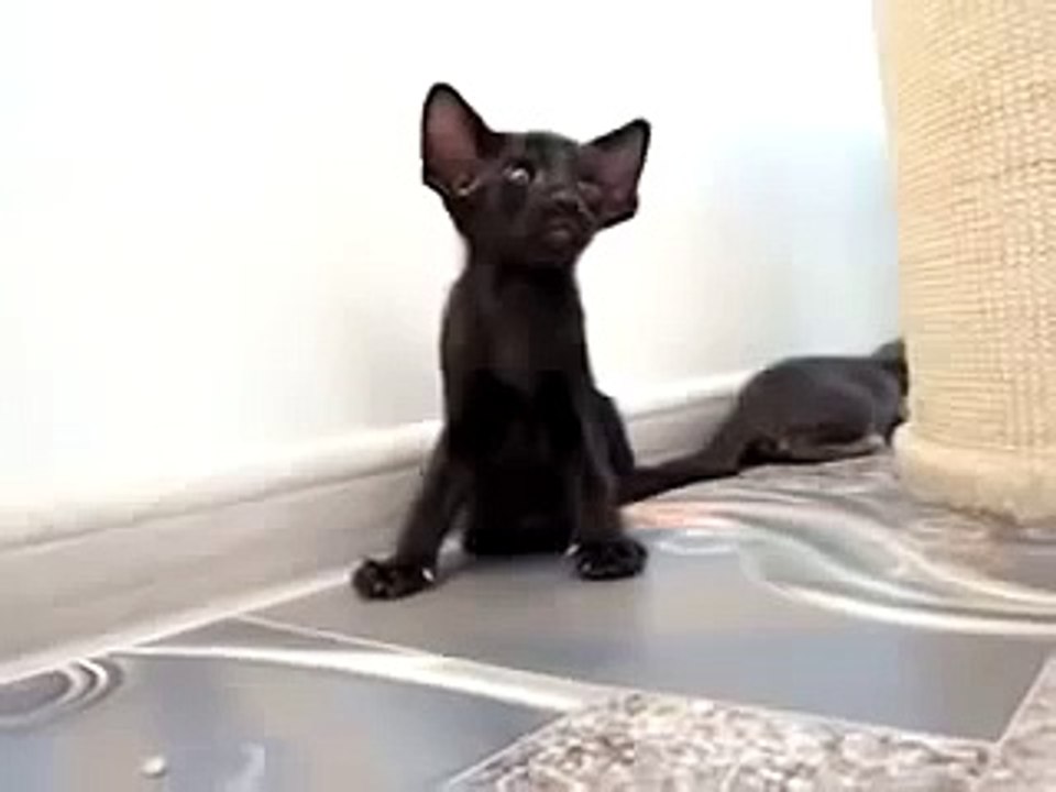 새끼 고양이 놈아!