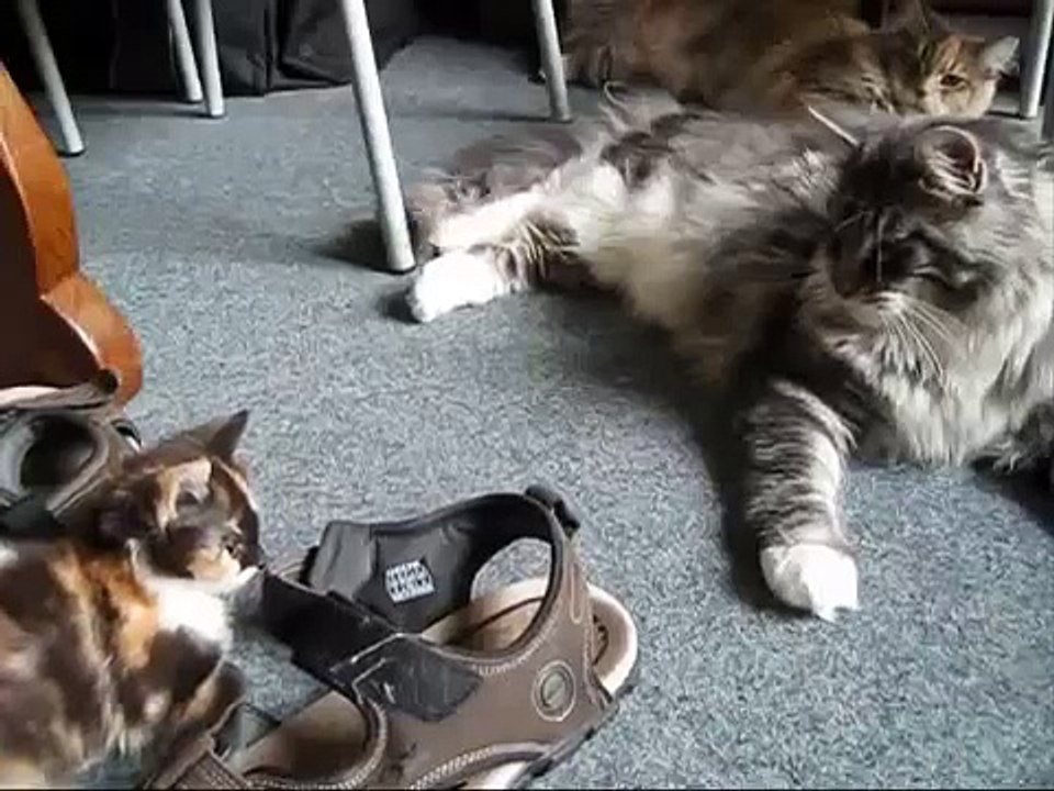 새끼 고양이 발 메인 쿤과 함께 재생