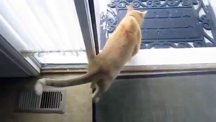 고양이는 첫 눈에 감탄