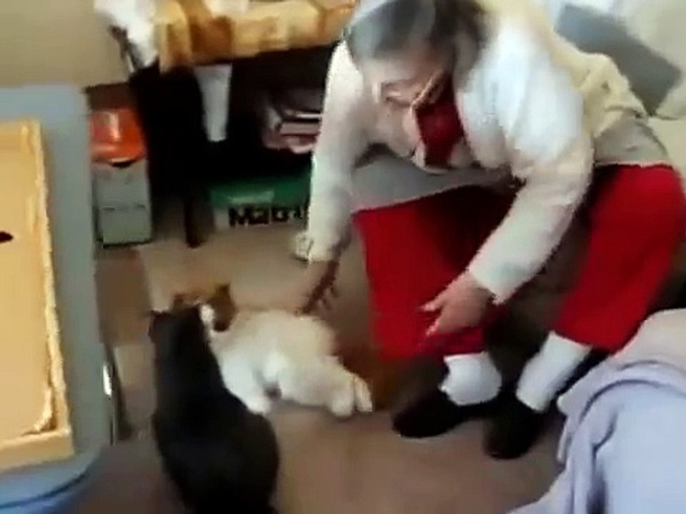 고양이는이 봉제 인형을 사랑 해요!