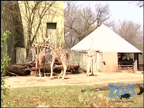Brookfield Zoo Giraffes On the Run Brookfield Zoo Goat Kids Bison and Wolves in the Snow