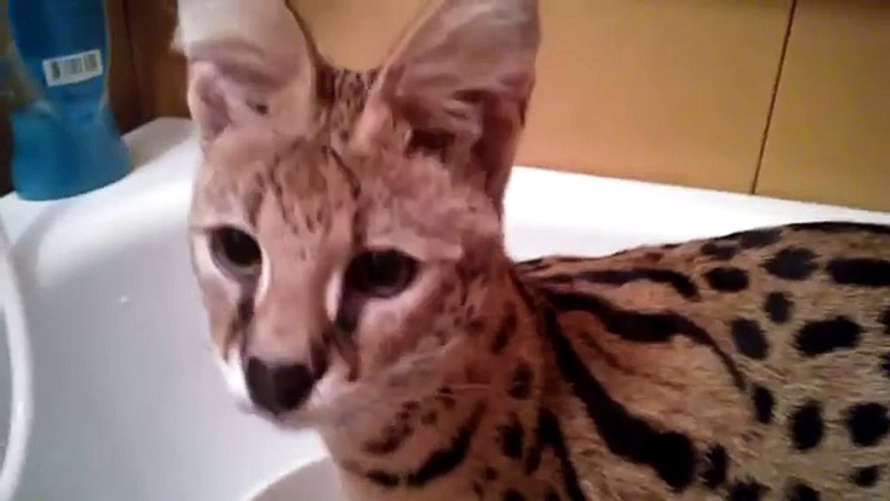 サーバルキャットは、洗浄に従事しています
