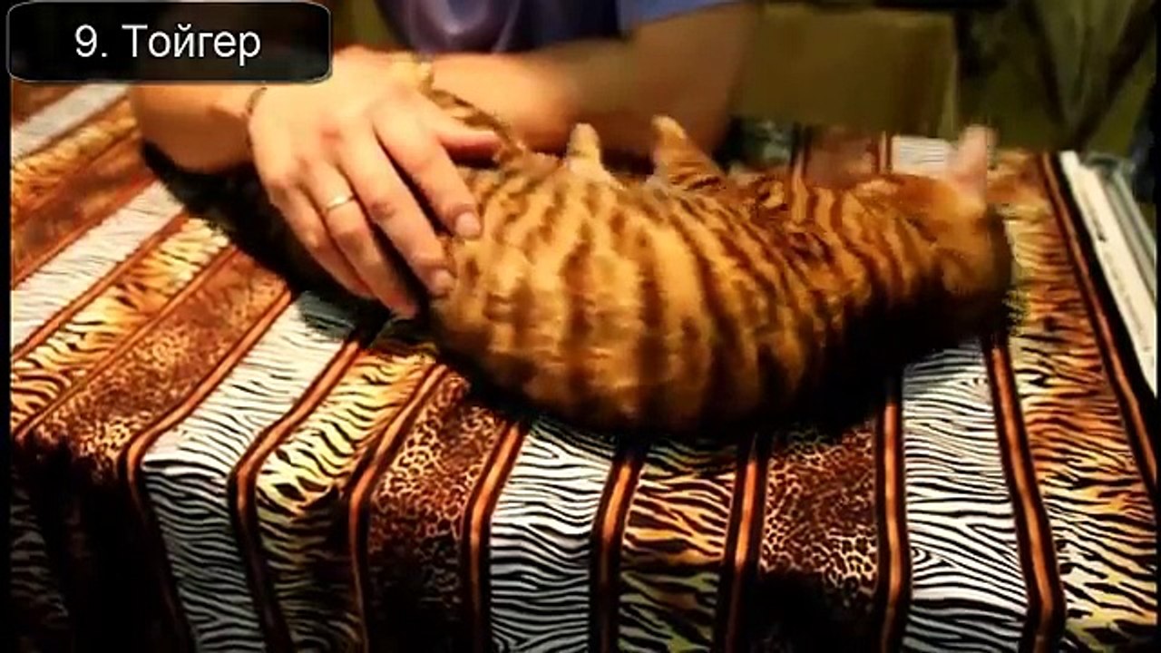 地球上の美しい猫