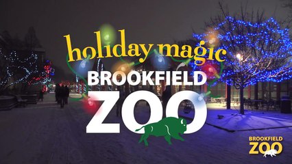 Brookfield Zoo Holiday Magic Bison and Wolves in the Snow