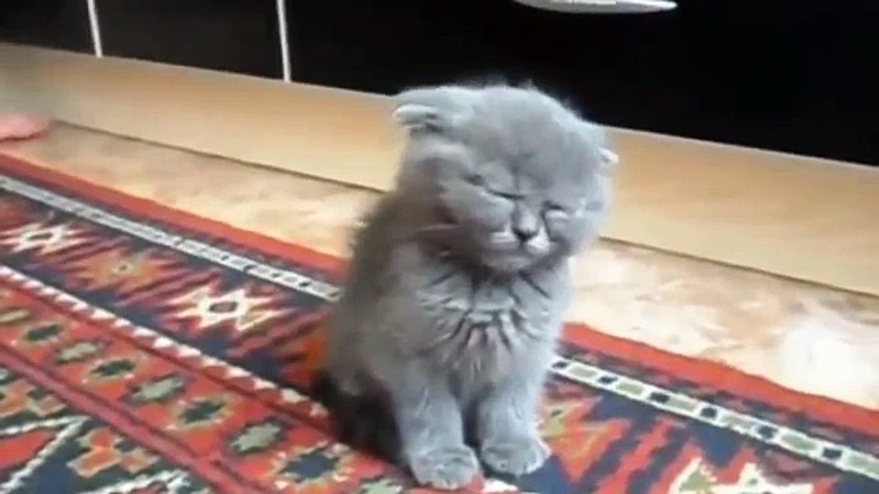子猫座って眠っています