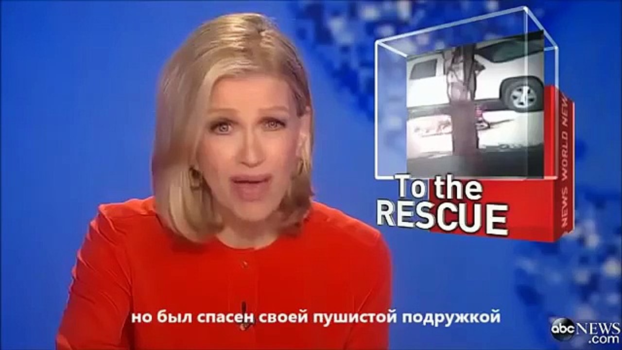 猫は狂った犬から少年を保護！