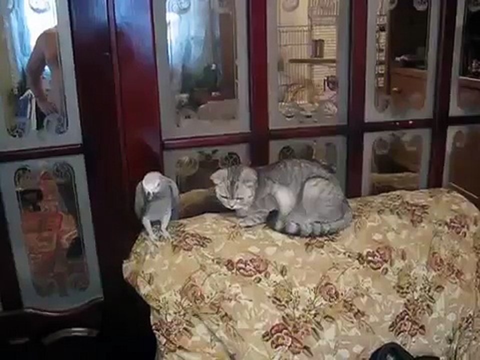 猫とオウムの