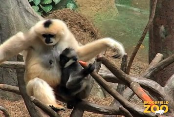 9-Month-Old Gibbon Becoming More Adventurous at Brookfield Zoo