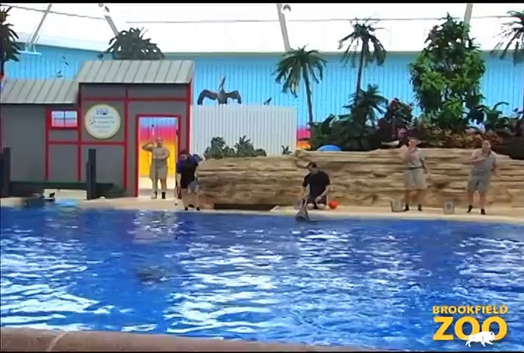 Bison and Wolves in the Snow Leap Day at Brookfield Zoo