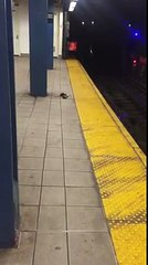 NY Pizza Rat turns to cannibalism [Low, 360p]