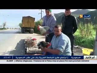 الدجاج العربي.. اهم مايميز الاحتفال بيناير بمنطقة القبائل