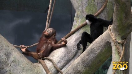 A Unique Friendship in Tropic World  Bison and Wolves in the Snow