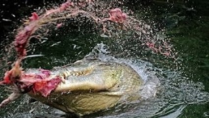 Does a Croc Kill a Lioness CONFUSING FOOTAGE ( National Geographic )