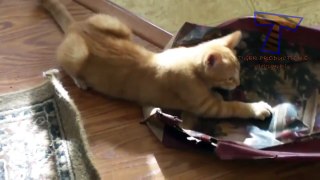 Cute naughty cats feel guilty - Funny guilty cat compilation PART 2