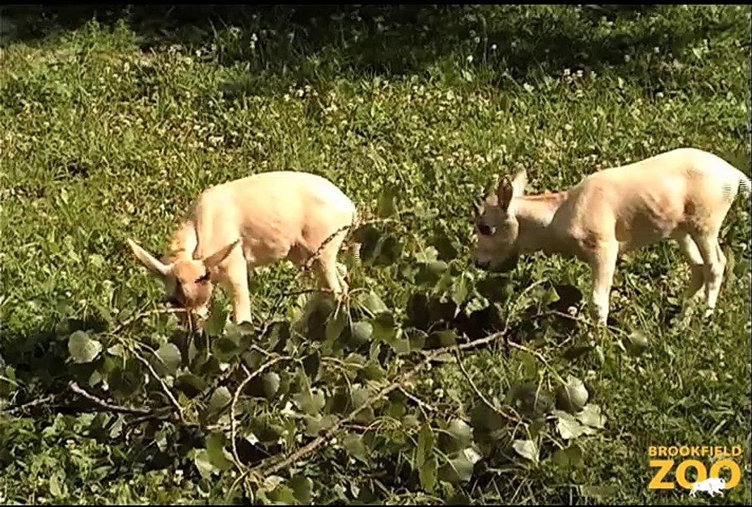 Addax Mom and Cute Addax Baby at Brookfield Zoo