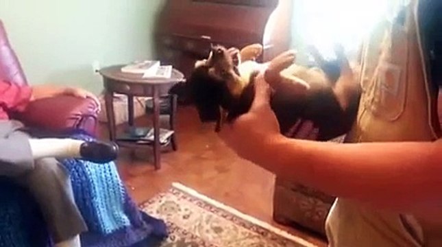 Drôle de chien fait semblant d'être mort quand vous transporte