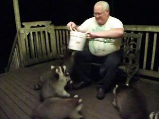 L'homme se nourrit peu de graisse les ratons laveurs tels qu'ils étaient les chiens!