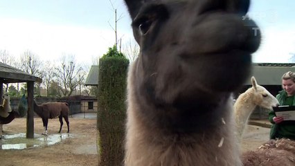 Tierisch viele Tiere: Inventur im Londoner Zoo