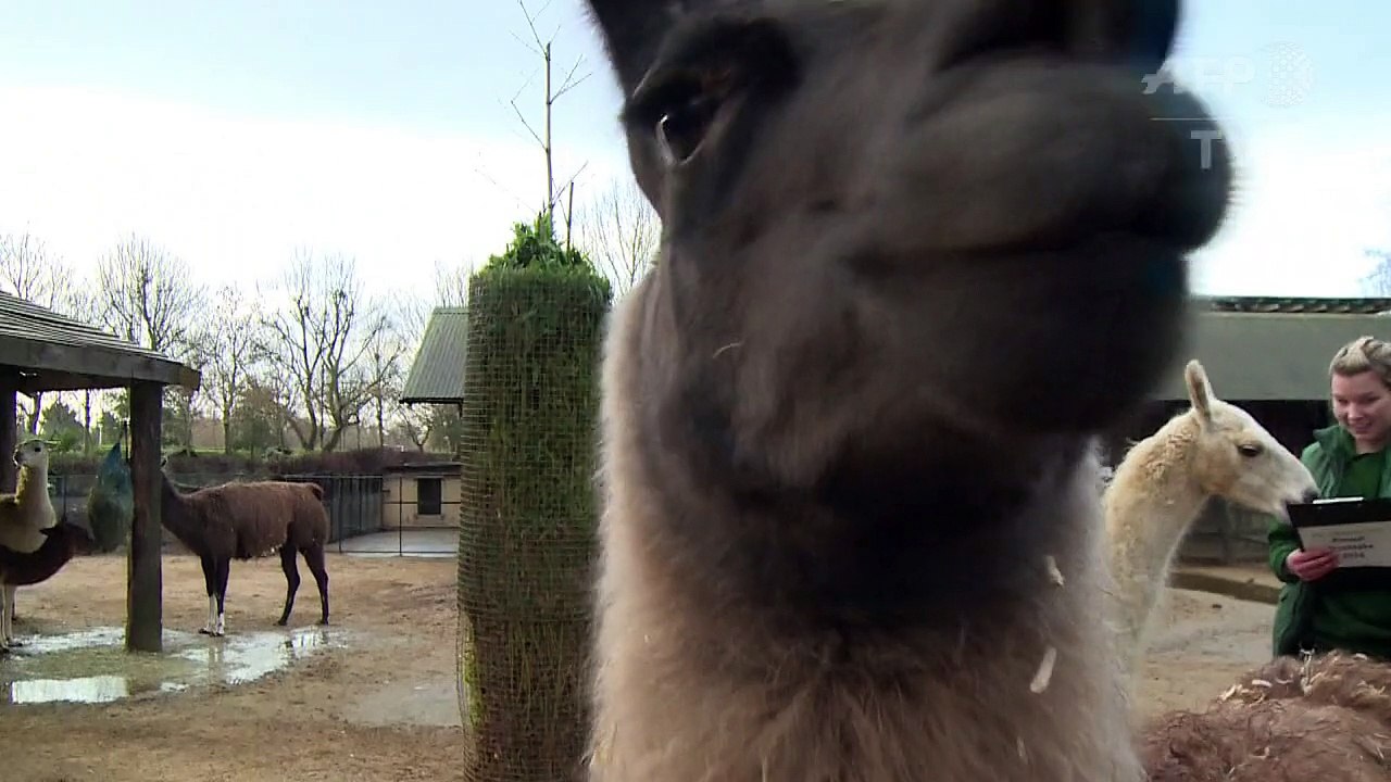 Tierisch viele Tiere: Inventur im Londoner Zoo