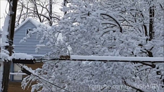 SQUIRREL SNOW REMOVAL SERVICE FOR HIRE...WILL WORK FOR PEANUTS!