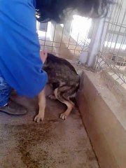 Un chiot maltraité se fait caresser pour la première fois