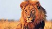 Botswana Lion Wild discovery channel animals National Geographic documentary Animal planet