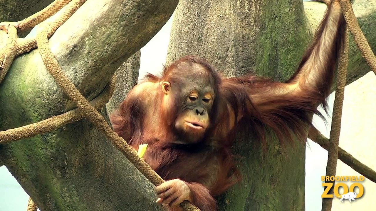 APE-ril Awareness  Adorable Kangaroo Joeys at Brookfield Zoo