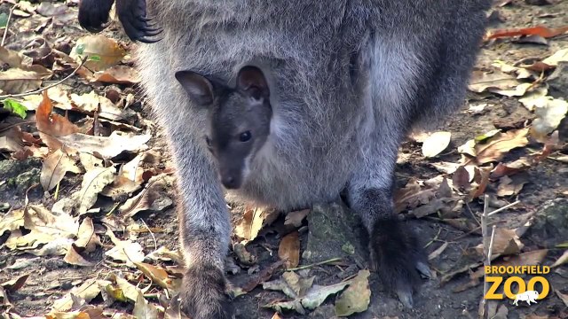 Adorable Wallaby Joeys at Brookfield Zoo Adorable Kangaroo Joeys at Brookfield Zoo
