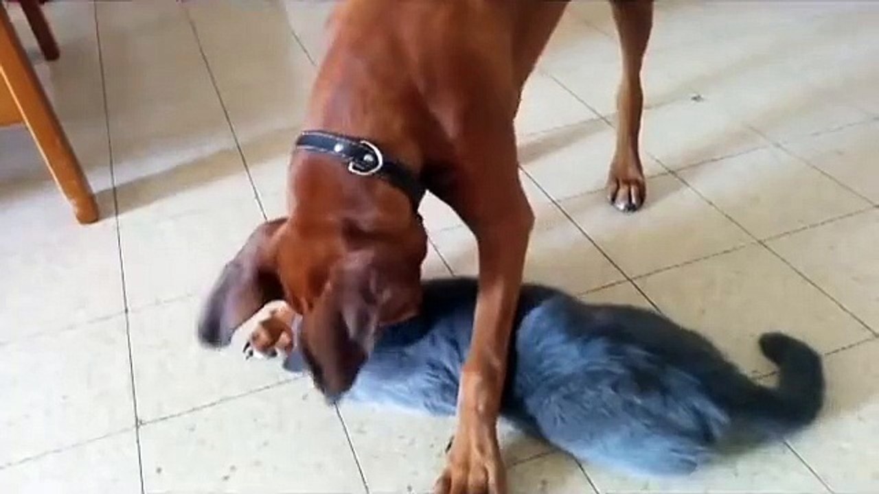 Cat Wants A Dog