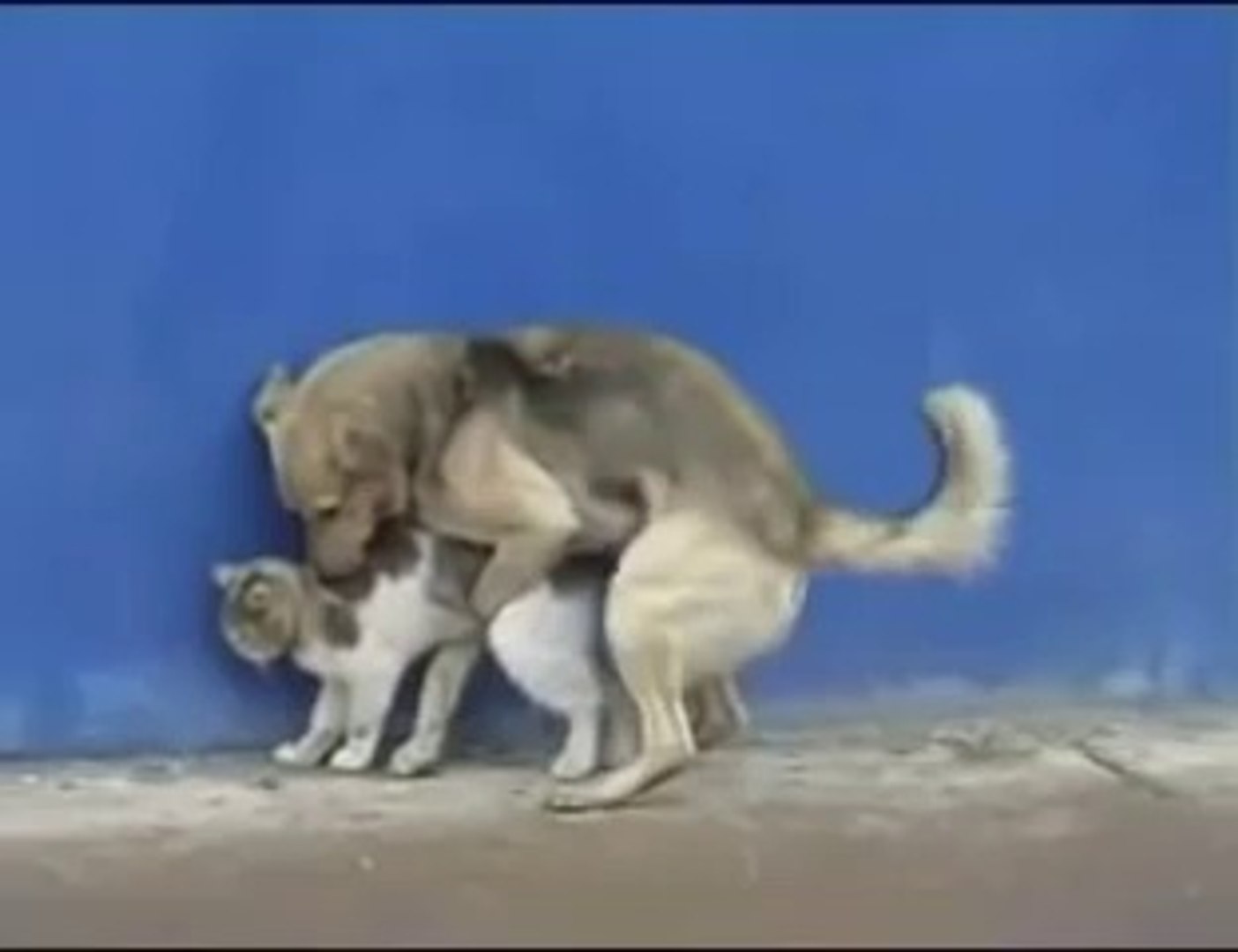 Dog mating with cat