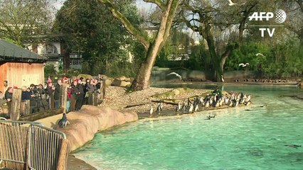 Animal count takes place at London Zoo